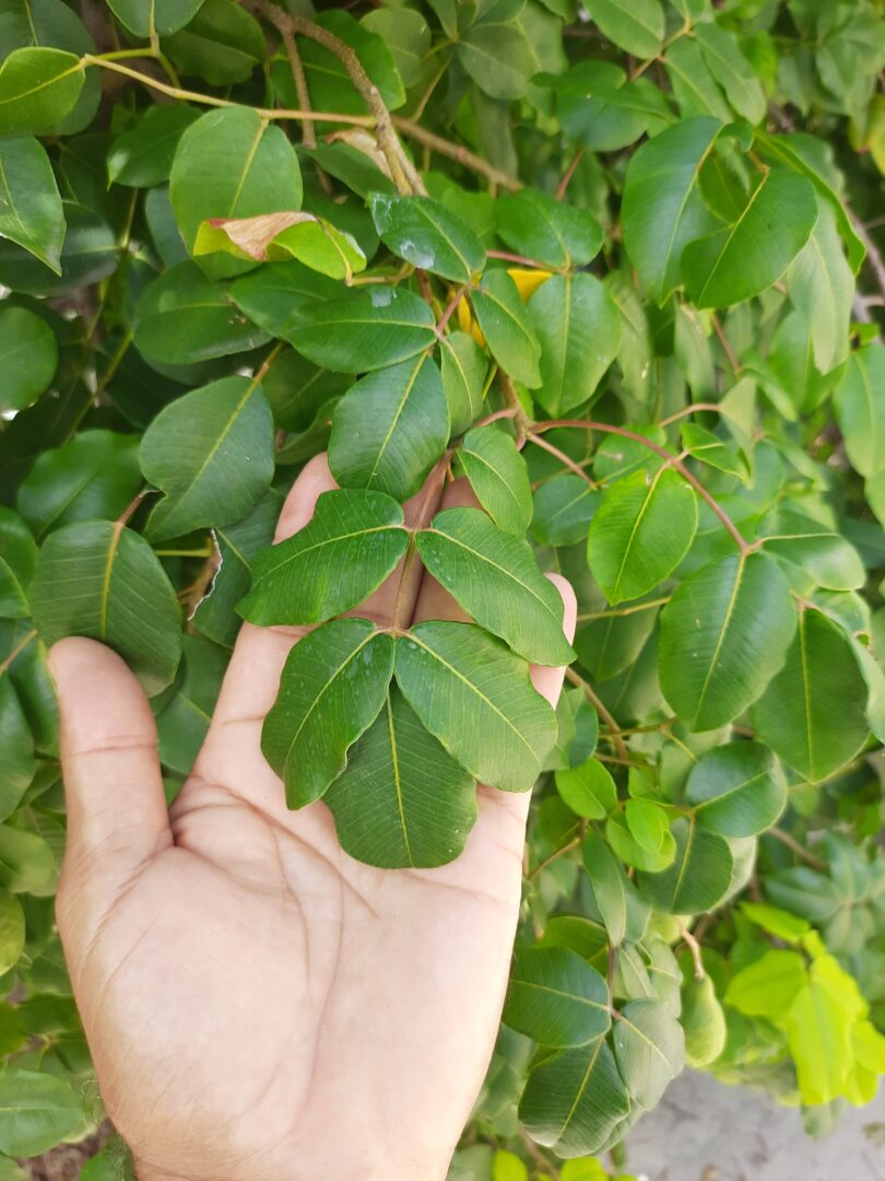 Fruto de Umbu cajá - Spondias bahiensis