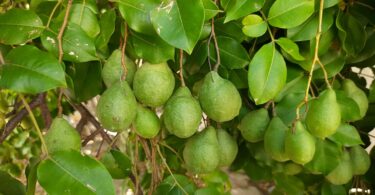 Spondias bahiensis P. Carvalho, Van den Berg & M. Machado