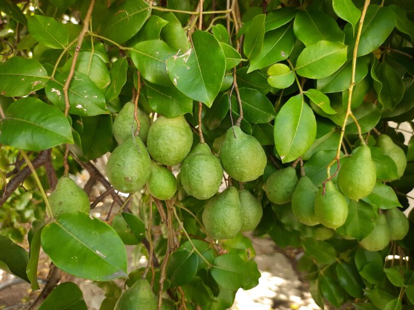 Spondias bahiensis P. Carvalho, Van den Berg & M. Machado