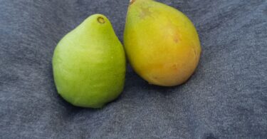 Fruto de Spondias bahiensis
