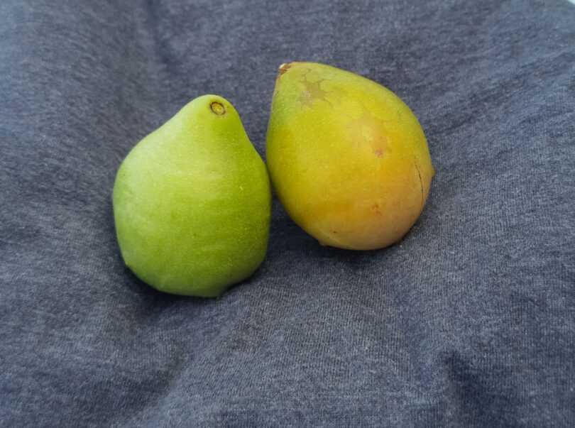 Fruto de Spondias bahiensis