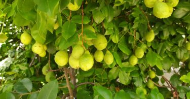 Fruto de Umbu cajá - Spondias bahiensis