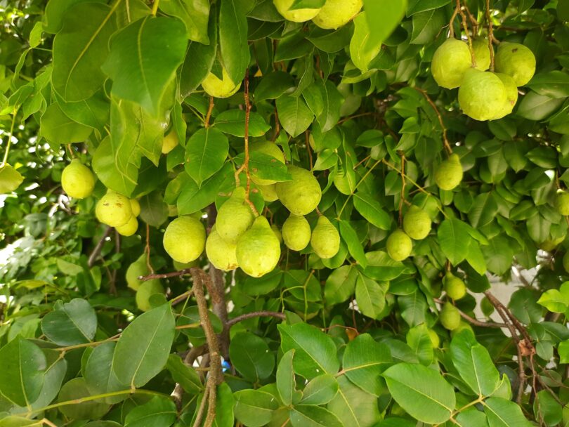 Fruto de Umbu cajá - Spondias bahiensis