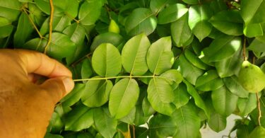 Spondias bahiensis P. Carvalho, Van den Berg & M. Machado