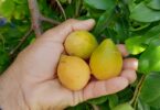 Fruto de Umbu cajá - Spondias bahiensis