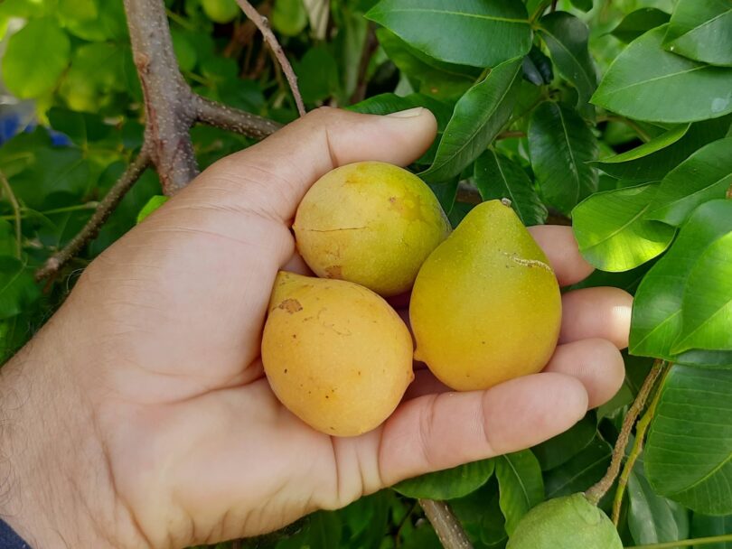 Fruto de Umbu cajá - Spondias bahiensis