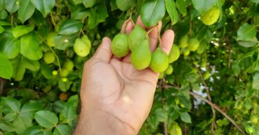 Fruto de Umbu cajá - Spondias bahiensis