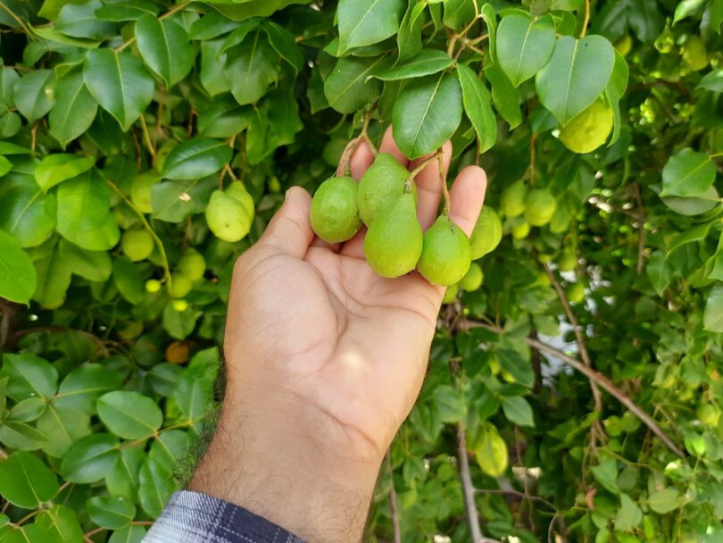 Fruto de Umbu cajá - Spondias bahiensis