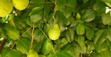 Fruto de Umbu cajá - Spondias bahiensis