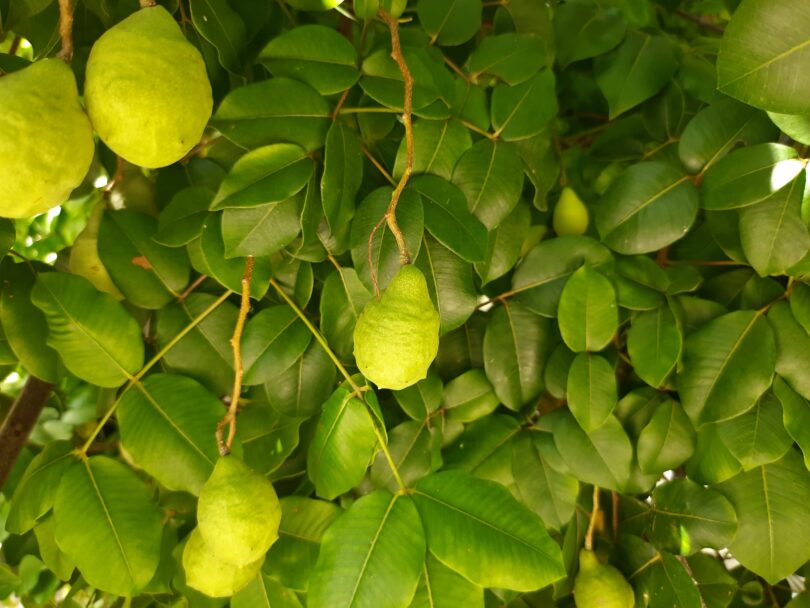 Fruto de Umbu cajá - Spondias bahiensis