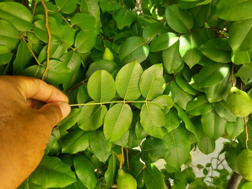 Spondias bahiensis P. Carvalho, Van den Berg & M. Machado