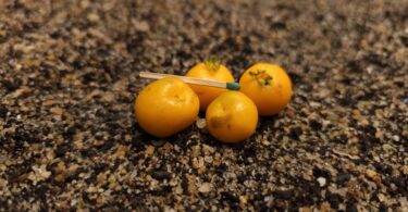 Eugenia azeda Sobral -Ubaia azeda