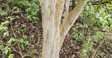 Frutos de Jabuticaba- de-alagoas - Plinia sp.
