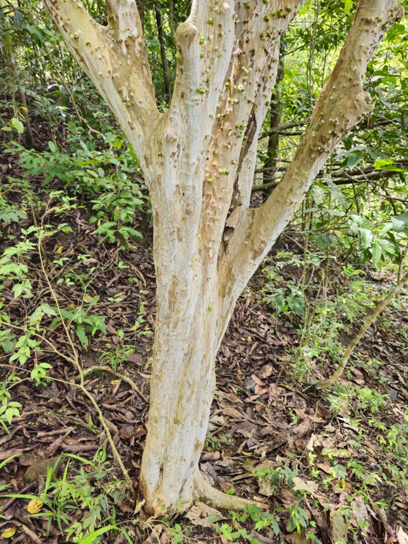 Frutos de Jabuticaba- de-alagoas - Plinia sp.