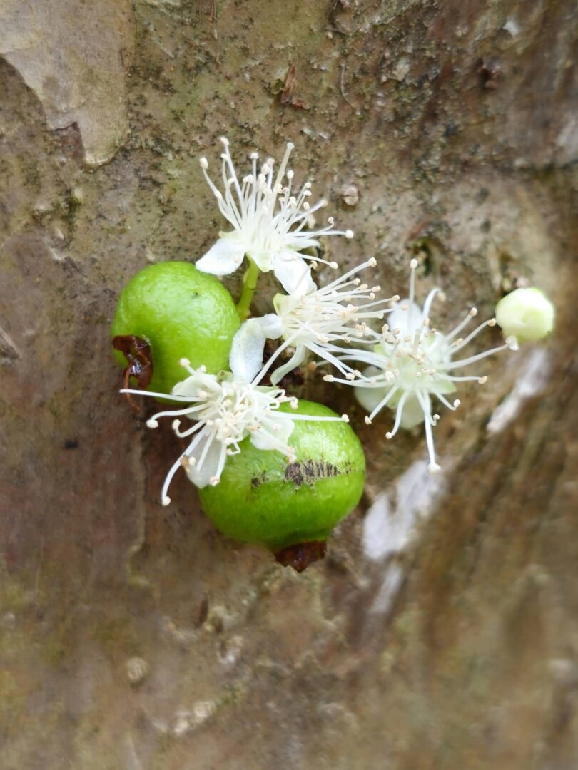 Frutos de Jabuticaba- de-alagoas - Plinia sp.