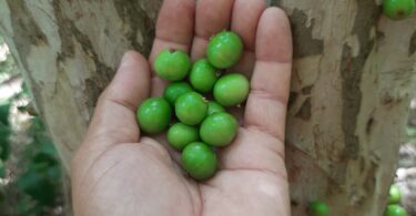 Frutos de Jabuticaba- de-alagoas - Plinia sp.