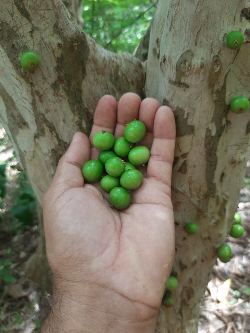 Frutos de Jabuticaba- de-alagoas - Plinia sp.