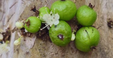 Frutos de Jabuticaba- de-alagoas - Plinia sp.