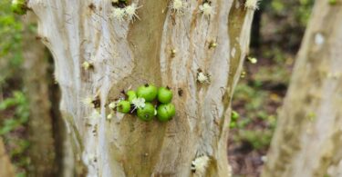 Frutos de Jabuticaba- de-alagoas - Plinia sp.