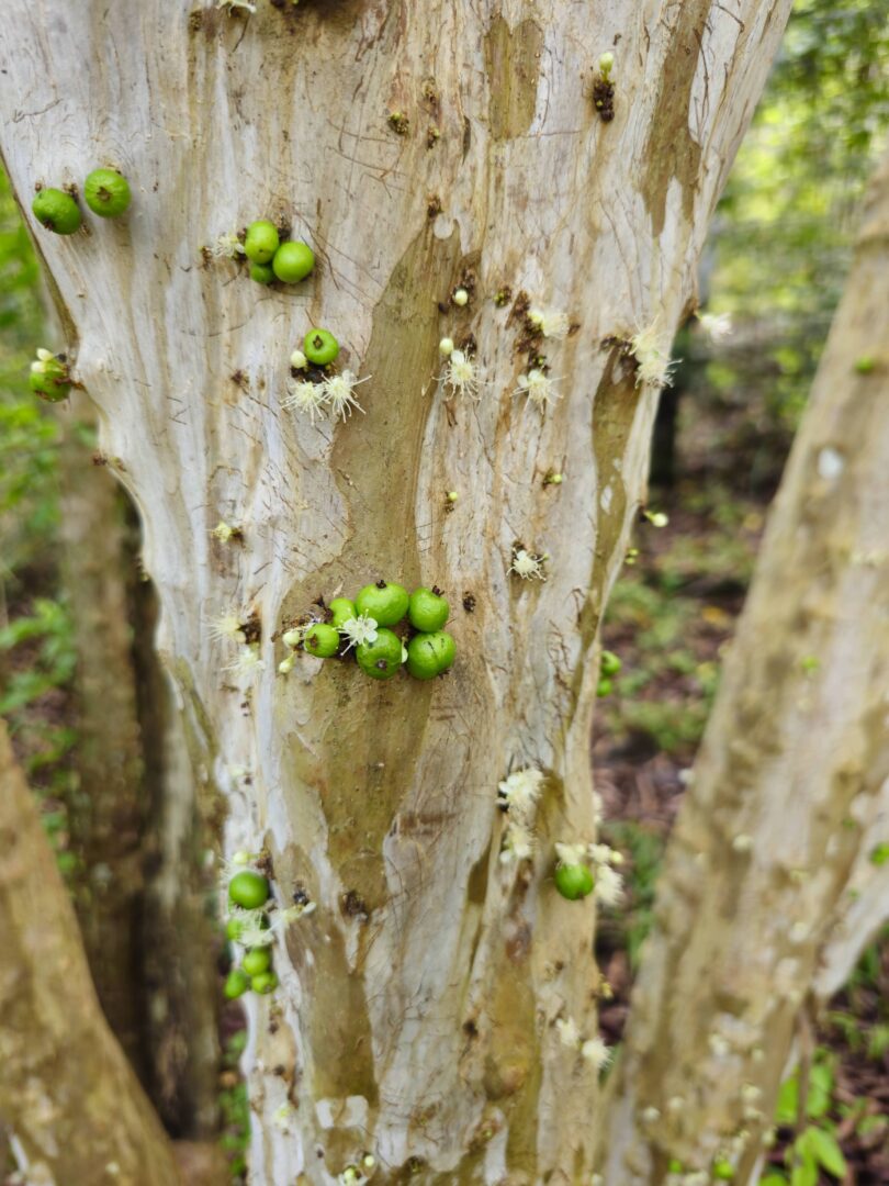 Frutos de Jabuticaba- de-alagoas - Plinia sp.