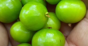 Frutos de Jabuticaba- de-alagoas - Plinia sp.