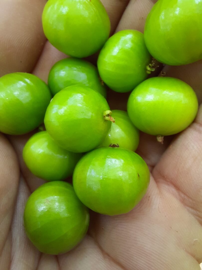 Frutos de Jabuticaba- de-alagoas - Plinia sp.