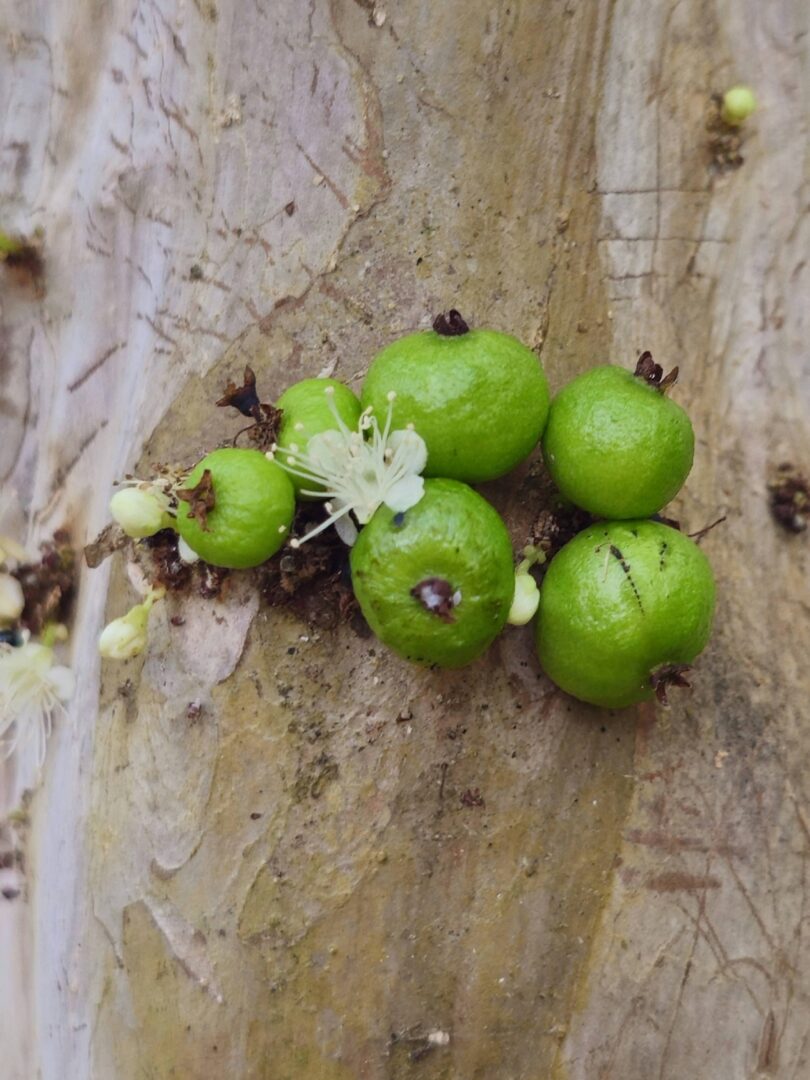 Frutos de Jabuticaba- de-alagoas - Plinia sp.
