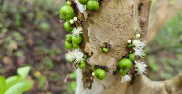 Frutos de Jabuticaba- de-alagoas - Plinia sp.