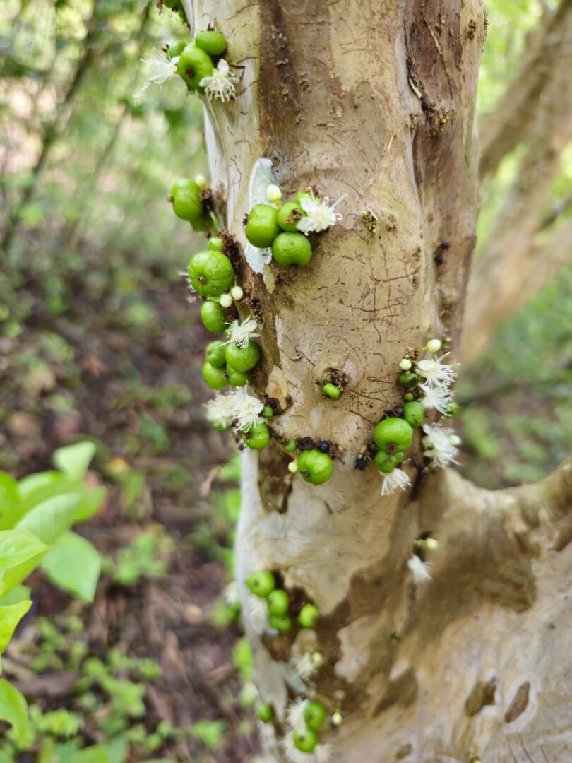 Frutos de Jabuticaba- de-alagoas - Plinia sp.