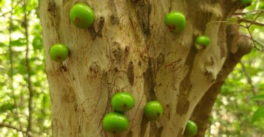 Frutos de Jabuticaba- de-alagoas - Plinia sp.