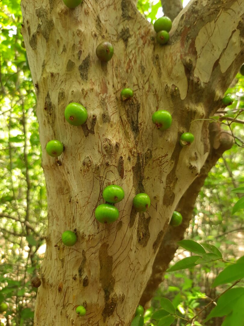 Frutos de Jabuticaba- de-alagoas - Plinia sp.