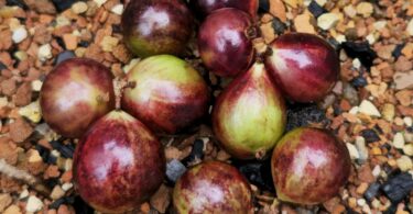 Frutos de Jabuticaba- de-alagoas - Plinia sp.