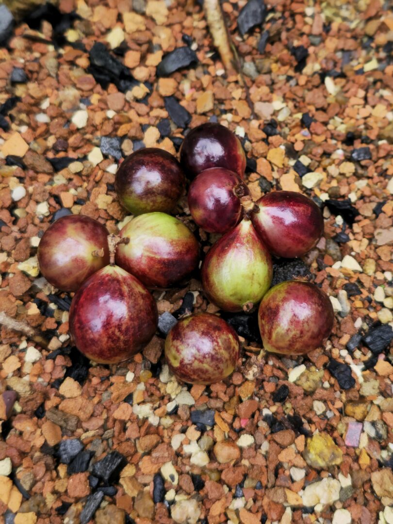 Frutos de Jabuticaba- de-alagoas - Plinia sp.