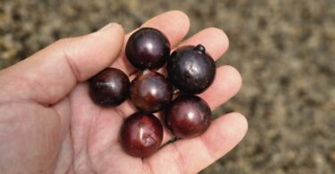 Jabuticaba - de - Pernambuco