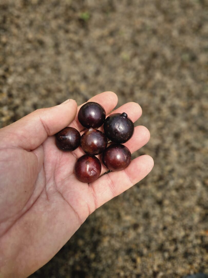 Jabuticaba - de - Pernambuco
