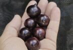 Jabuticaba - de - Pernambuco