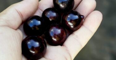 Jabuticaba - de - Pernambuco