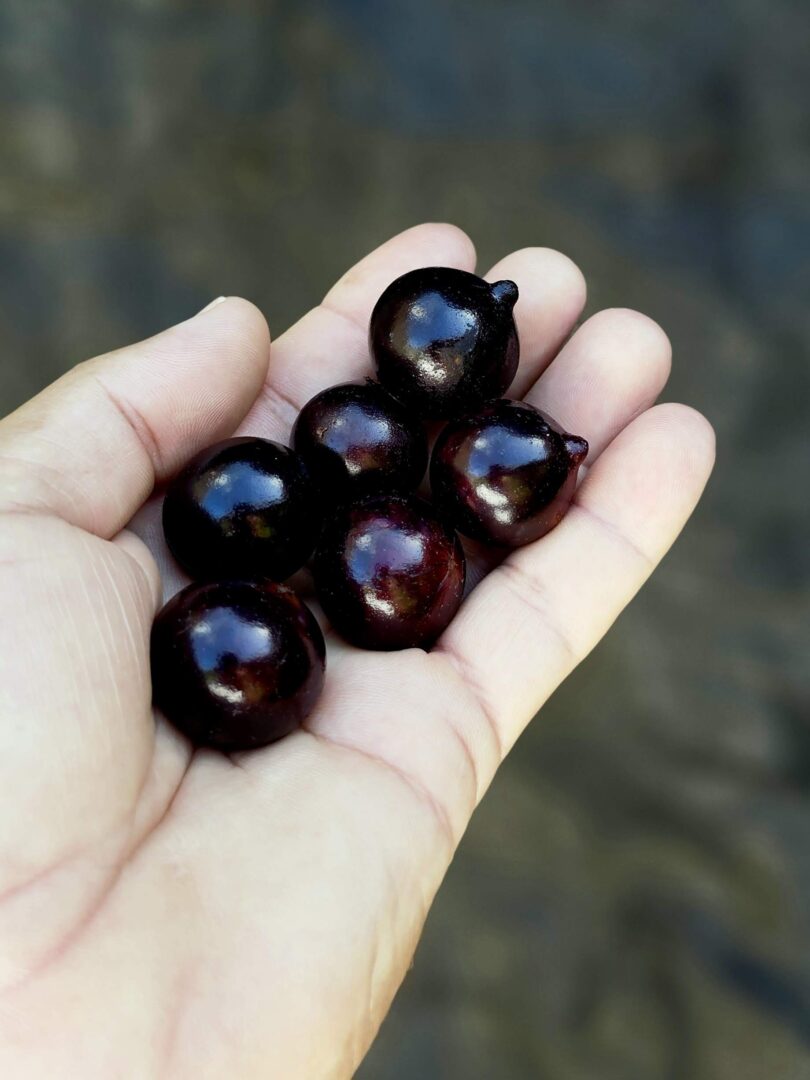 Jabuticaba - de - Pernambuco
