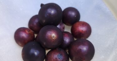 Jabuticaba - de - Pernambuco