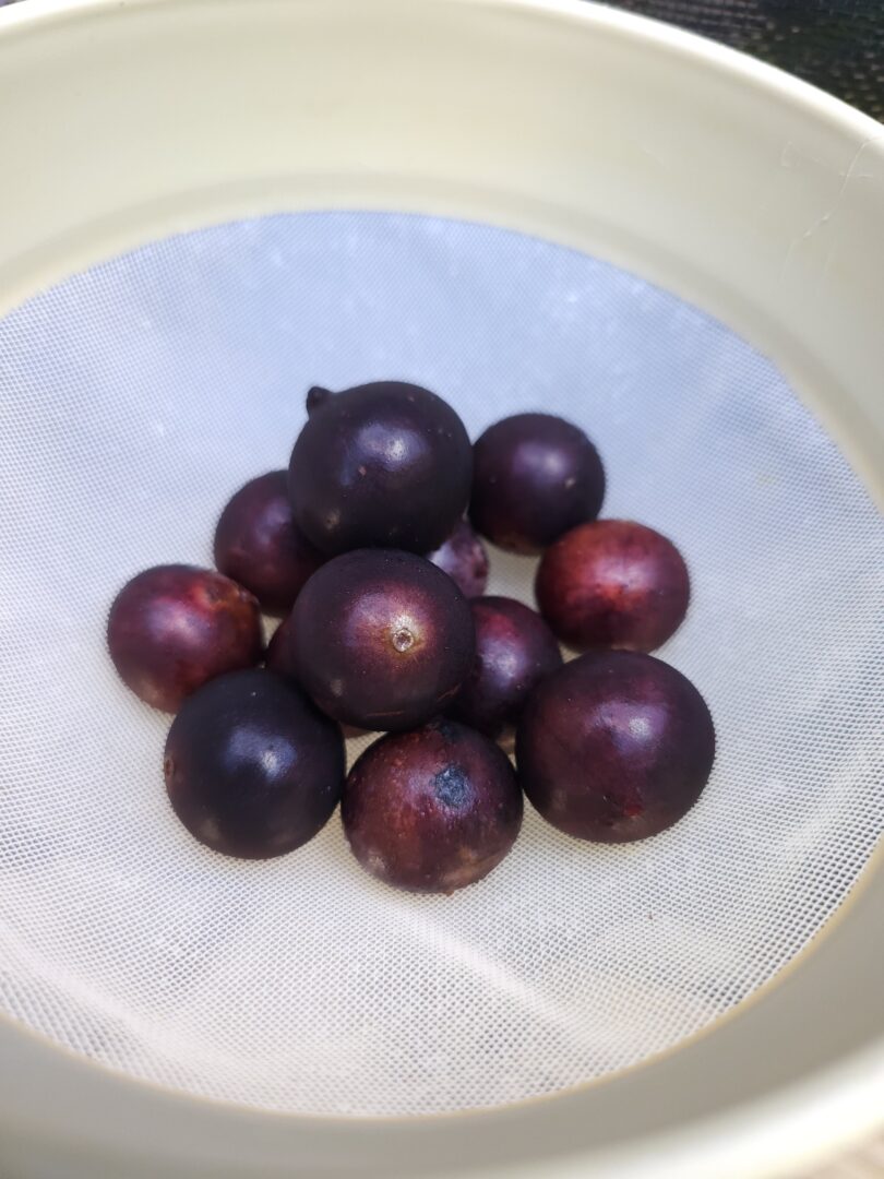 Jabuticaba - de - Pernambuco