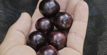 Jabuticaba - de - Pernambuco