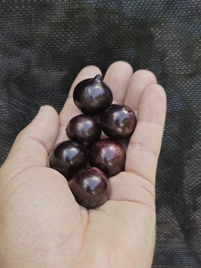 Jabuticaba - de - Pernambuco