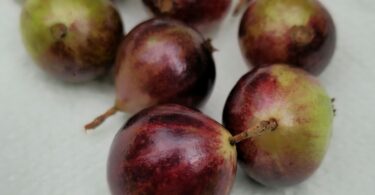 Frutos de Jabuticaba- de-alagoas - Plinia sp.
