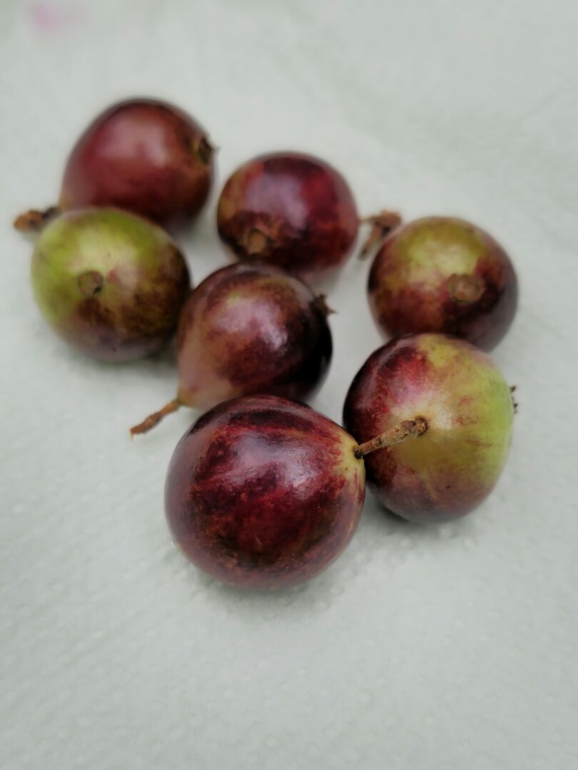 Frutos de Jabuticaba- de-alagoas - Plinia sp.