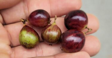 Frutos de Jabuticaba- de-alagoas - Plinia sp.
