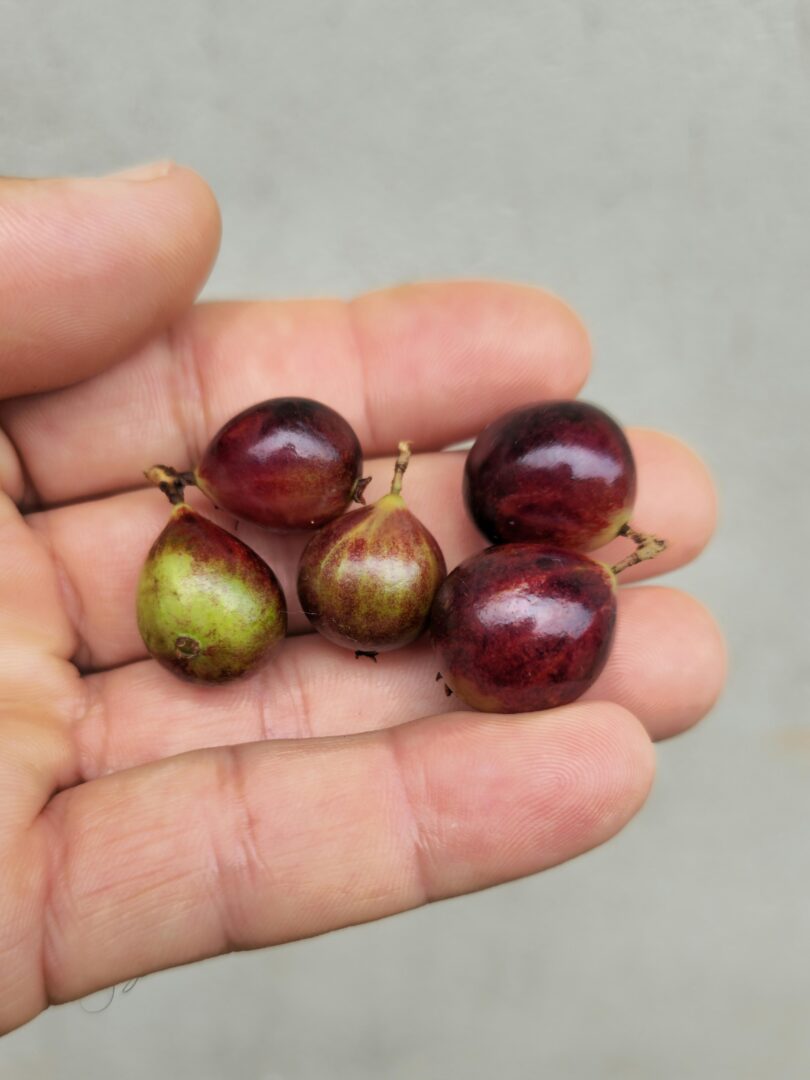 Frutos de Jabuticaba- de-alagoas - Plinia sp.