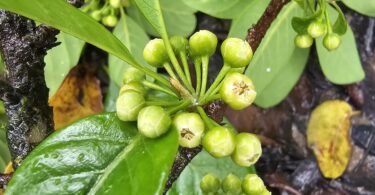 Pouteria gardneri (Mart . & Miq.) Baehni