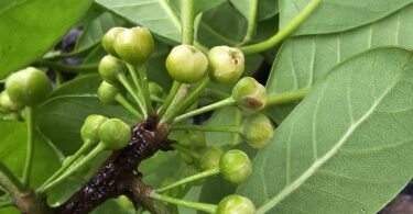 Pouteria gardneri (Mart . & Miq.) Baehni