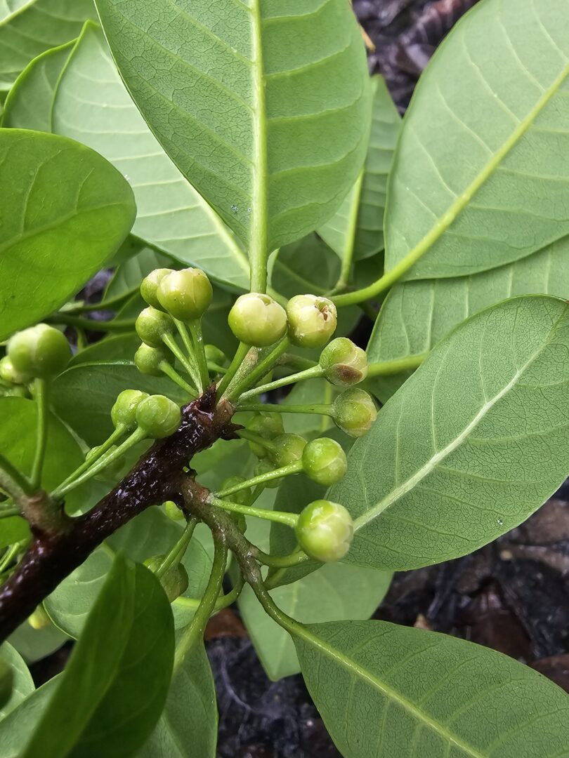 Pouteria gardneri (Mart . & Miq.) Baehni