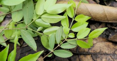 Ramos de Jabuticaba-de-alagoas - Plinia sp.